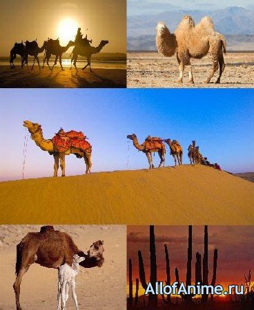 Обои верблюдов в жаркой пустыне для рабочего стола
