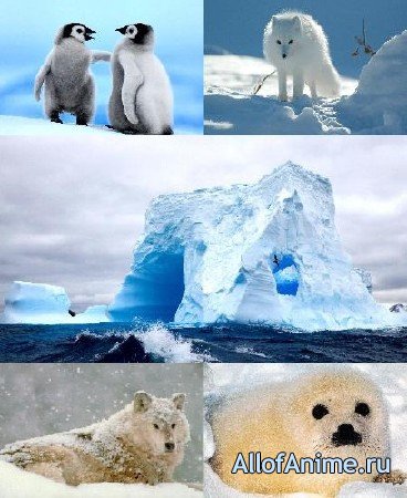 Обои арктика и ее животные для рабочего стола